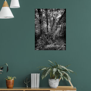 Poster floresta de bétulas preta e branca