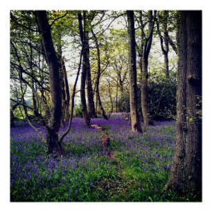 Pôster Floresta de Bluebells Floral moderna e elegante