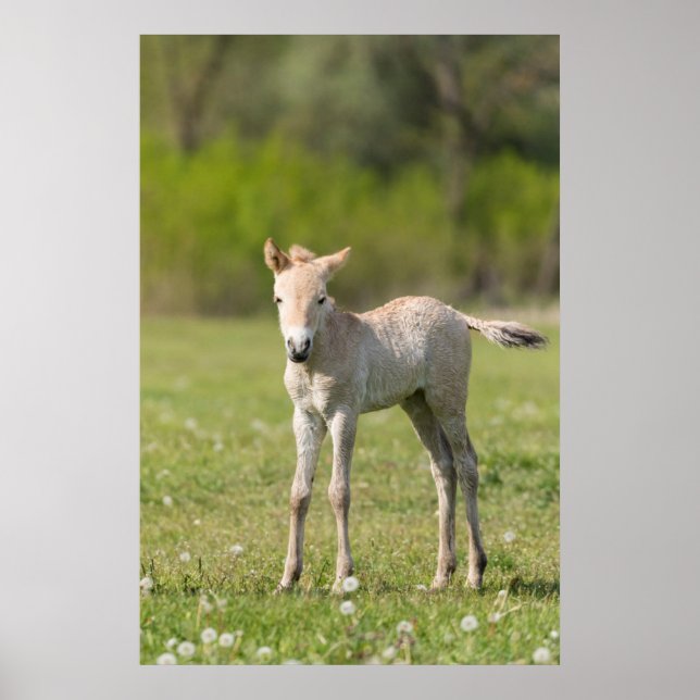 Pôster Floresta de Cavalo de Przewalski, Hungria (Frente)