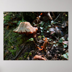 Poster Floresta de Cogumelos