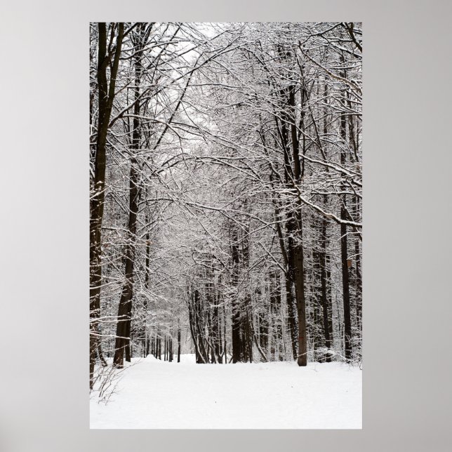 Poster Floresta de inverno (Frente)