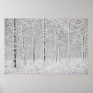 Poster Floresta de inverno com árvores de inverno nevad