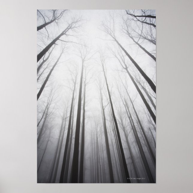 Pôster Floresta de inverno em neblina, Nova Jersey (Frente)