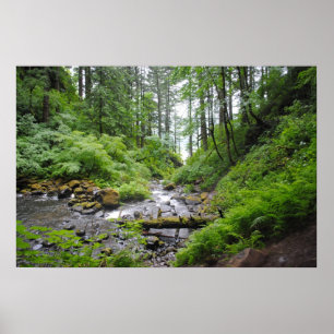 Pôster Floresta de Oregon