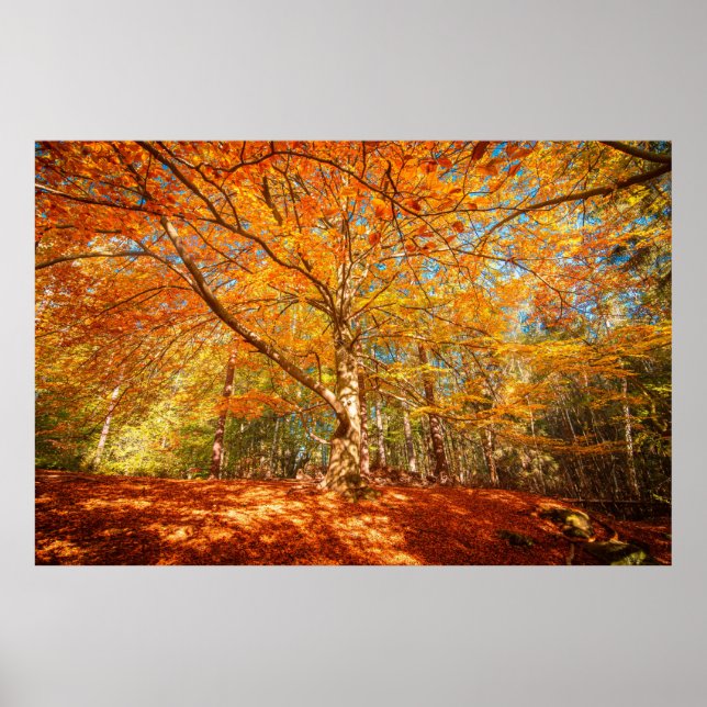 Poster Floresta de outono (Frente)