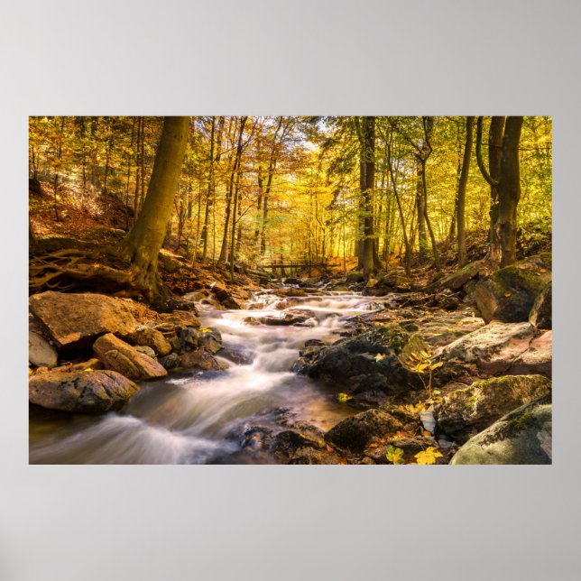 Poster Floresta de outono (Frente)