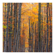 Floresta de outono de ouro impressionante