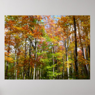 Poster Floresta de Outono II Fotografia de Paisagem de Ou