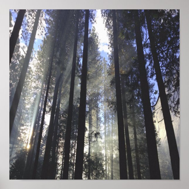 Poster Floresta De Pinheiro Com Natureza Sunshine (Frente)