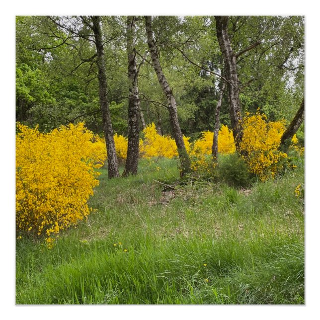 Pôster Floresta de primavera no Luxemburgo viagem (Frente)