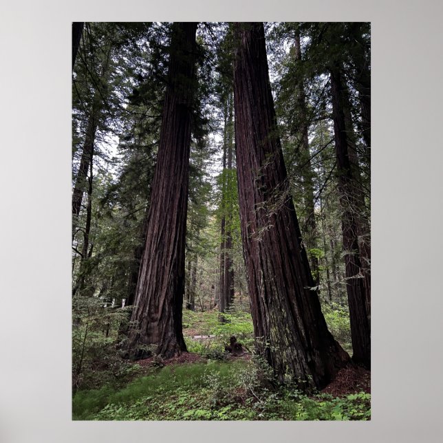 Poster Floresta de Redwood (Frente)