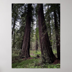 Poster Floresta de Redwood