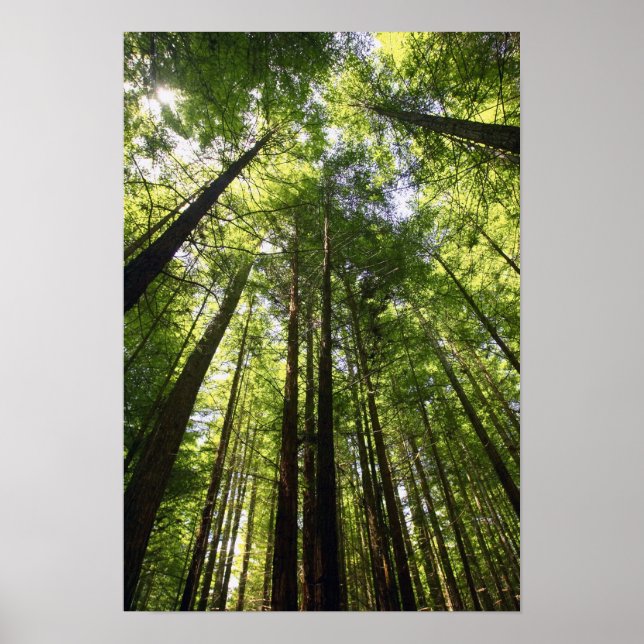 Pôster Floresta de Redwood, Rotorua, Nova Zelândia (Frente)