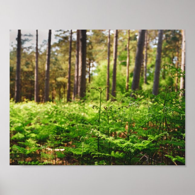 Poster Floresta de samambaiaias encantadora (Frente)