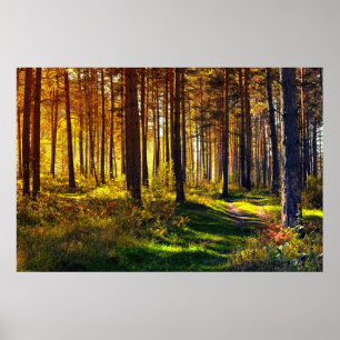 Pôster Floresta de setembro