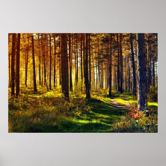 Pôster Floresta de setembro (Frente)