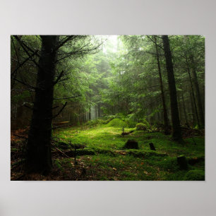 Poster Floresta de Sterious