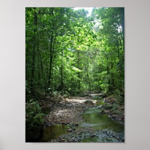 Pôster Floresta de Suriname