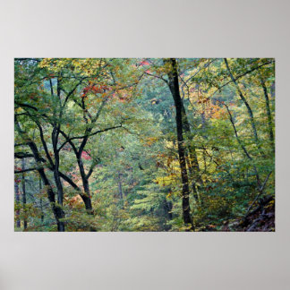 Pôster Floresta de Verão com toques no outono