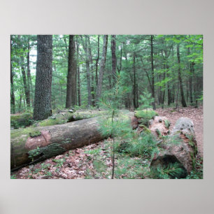 Pôster Floresta de Walden