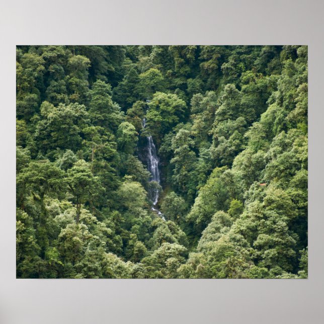 Poster Floresta do Himalaia no vale de Mangdue, Butão (Frente)