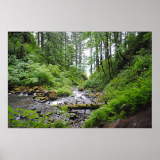 Pôster Floresta do Oregon