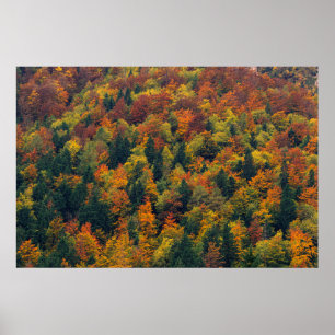 Poster Floresta do outono impressionante