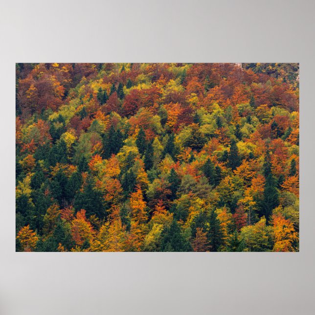 Poster Floresta do outono impressionante (Frente)
