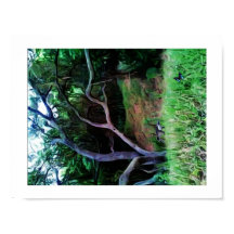 Floresta do rio Sacramento