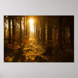 Poster Floresta durante o outono Baden Württemberg,