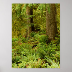 Poster Floresta e Ferns Expurgados   Eco-a State Park, Or