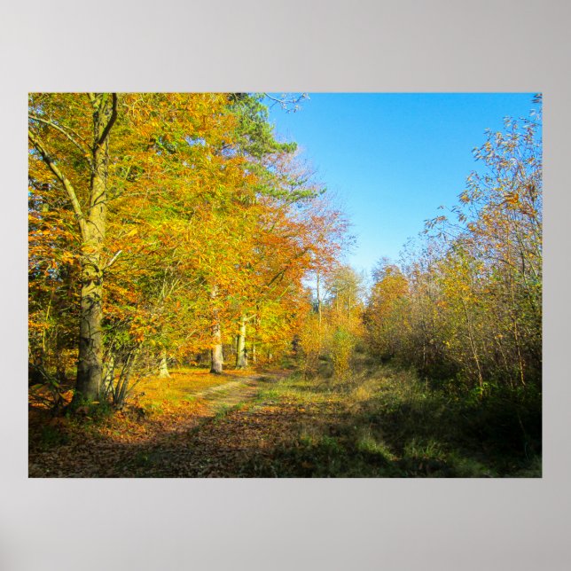 Poster Floresta Ensolarada de Outono - Personalizado (Frente)