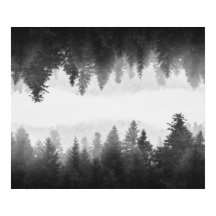 Floresta espelhada de neblina branca e negra