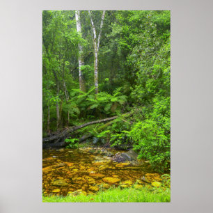 Poster Floresta, Florestas Montanhosas de Knysna-Amatole
