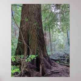 Poster Floresta Gigante Fotografia de Conífera