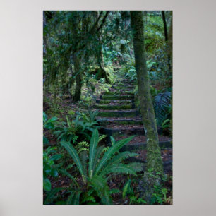 Pôster Floresta húmida