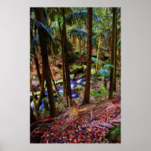 Pôster Floresta húmida australiana