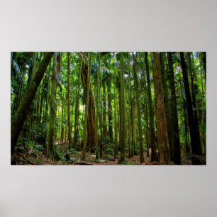 Poster Floresta húmida australiana