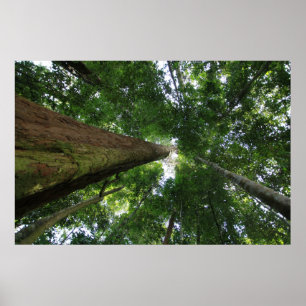 Poster Floresta húmida indonésia