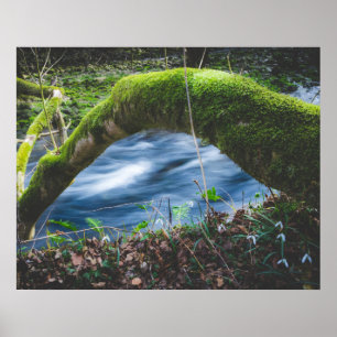 Poster Floresta mágica encantada