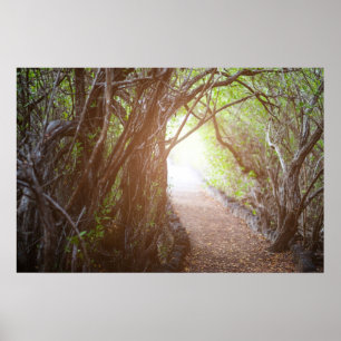 Pôster Floresta mágica na manhã