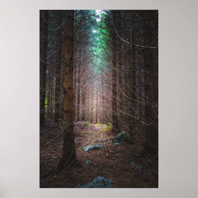 Poster Floresta misteriosa de espruce (Frente)