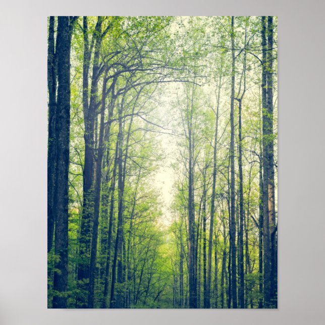 Pôster Floresta mística (Frente)