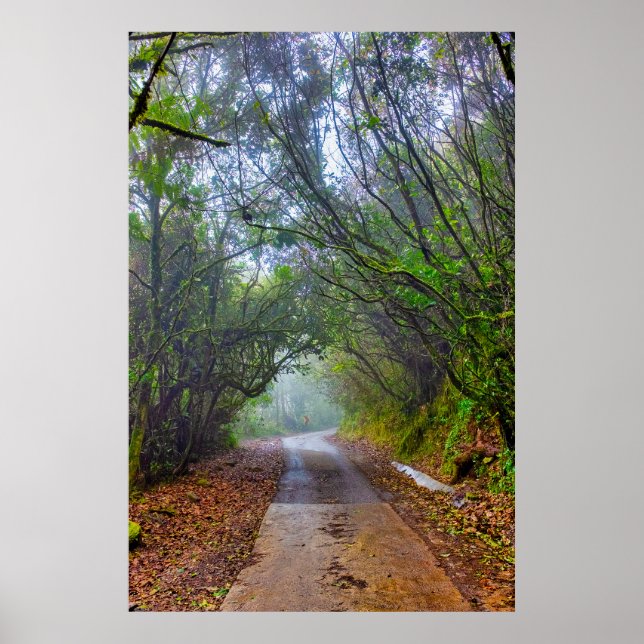 Poster Floresta Musgosa (Frente)