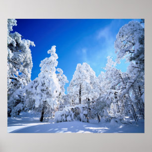 Poster Floresta Nacional Cleveland