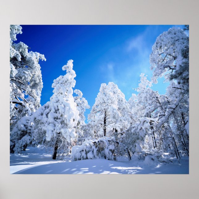 Poster Floresta Nacional Cleveland (Frente)