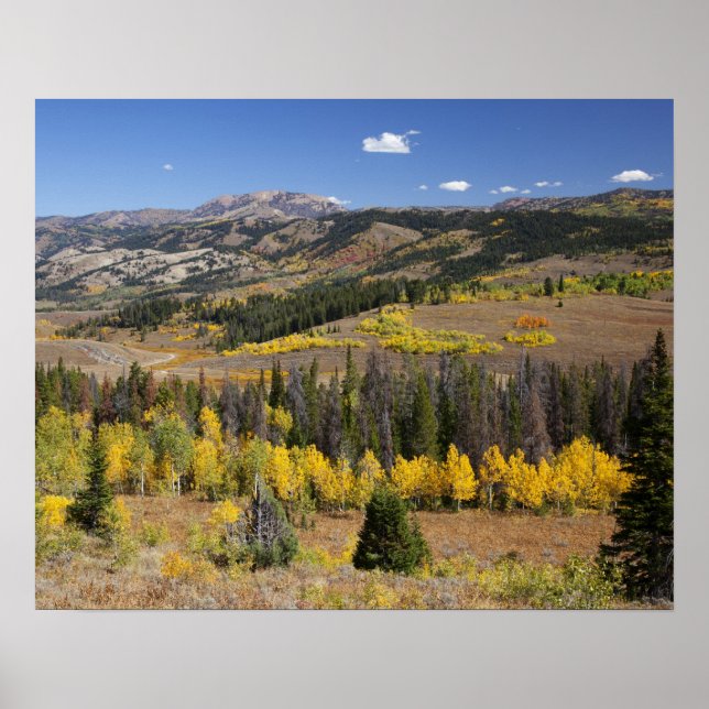 Pôster Floresta Nacional de Bridger-Teton (Frente)