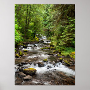 Poster Floresta Nacional Siuslaw   Sweet Creek