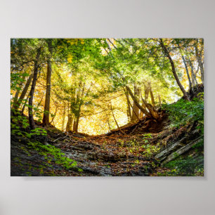 Poster Floresta - Natureza Sunset