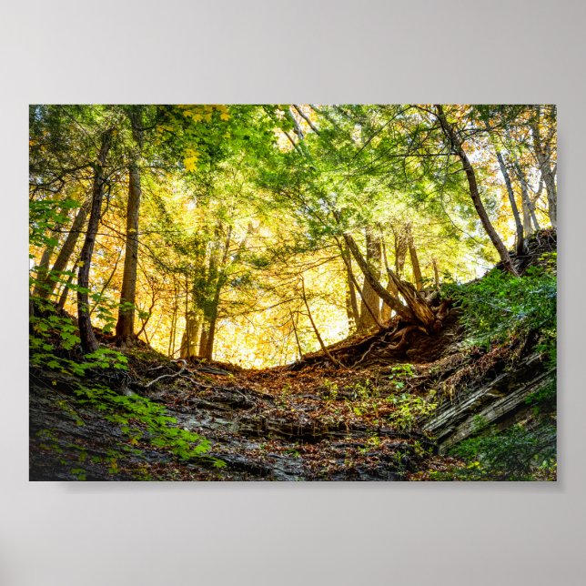 Poster Floresta - Natureza Sunset (Frente)